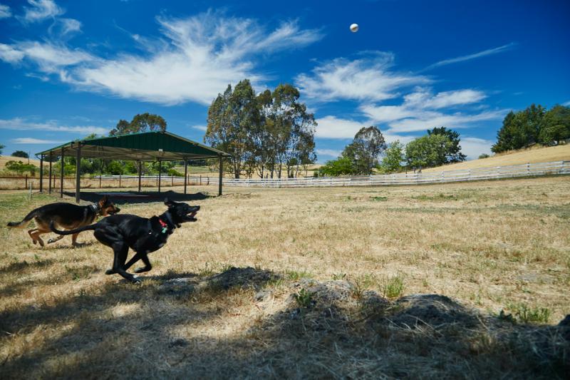 Lily's Legacy Senior Dog Sanctuary Reviews and Ratings Petaluma, CA Donate, Volunteer