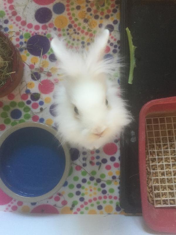 Bunny Buddies Inc Reviews and Ratings Houston, TX Donate, Volunteer