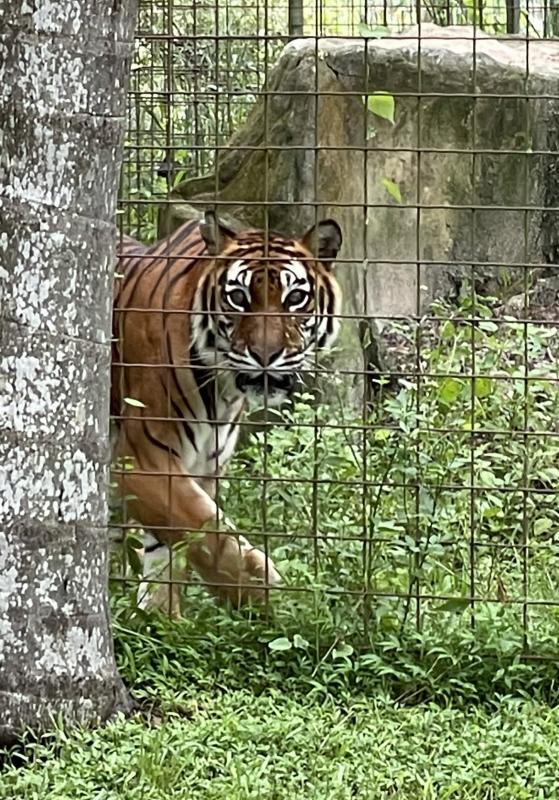 Big Cat Rescue, Corp. Reviews and Ratings Tampa, FL Donate, Volunteer, Review GreatNonprofits