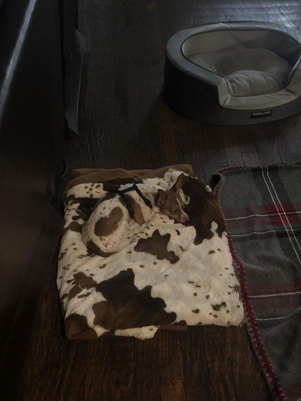 Lost Paws Rescue of Texas Reviews and Ratings Carrollton