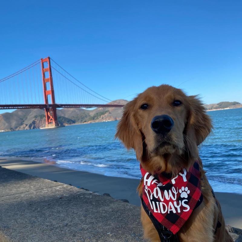 Goldens Without Borders Inc Reviews and Ratings Las Vegas, NV