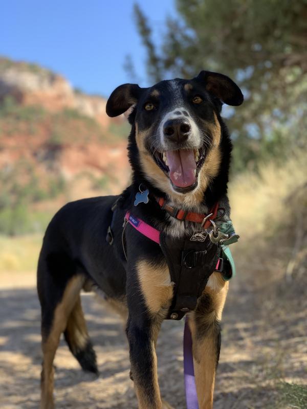 Best Friends Animal Society