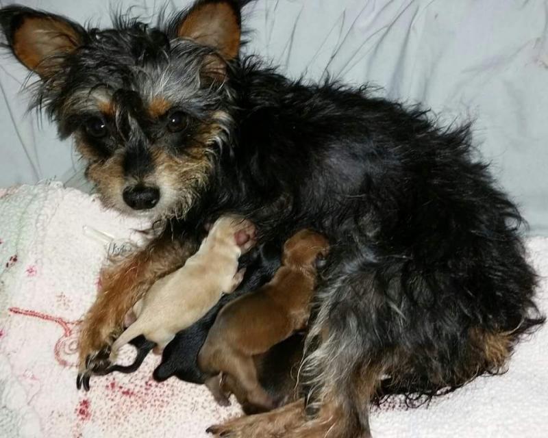 Arizona Small Dog Rescue Reviews and Ratings Phoenix, AZ Donate, Volunteer, Review