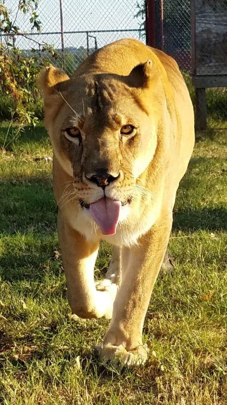 Yellow Leopard 3 』by Zuberi 30*40cm Green Leopard fam 』by Zuberi