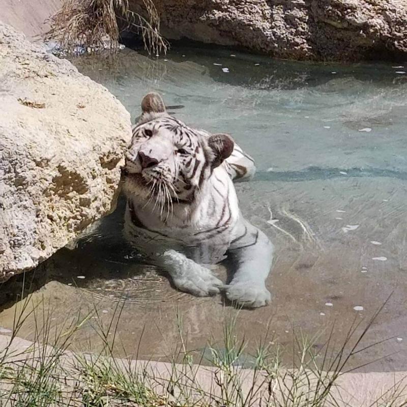 The Wild Animal Sanctuary- Texas (formerly International Exotic Feline