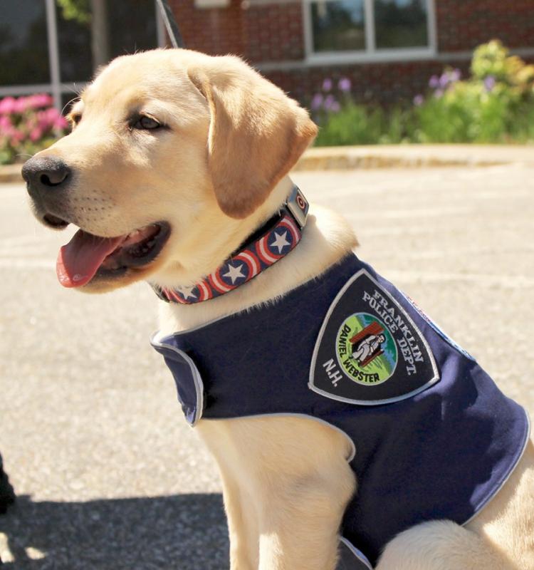 Hero Pups Inc Reviews and Ratings | Stratham, NH | Donate, Volunteer