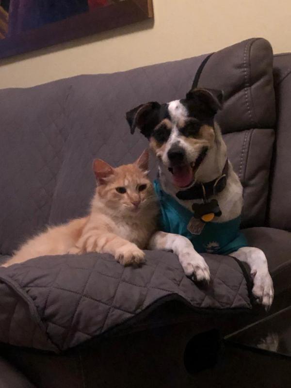 Animal Shelter Inc aka Sterling Shelter Reviews and Ratings Sterling