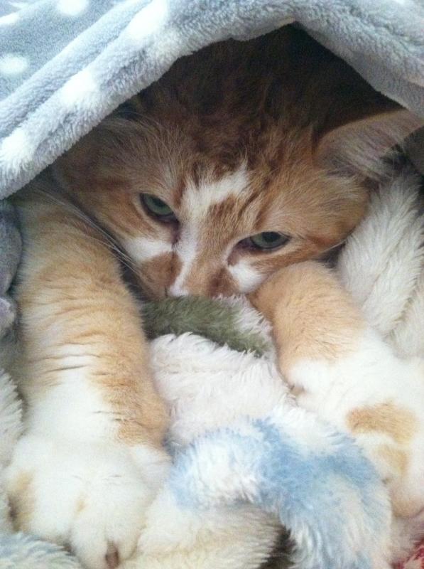 Kitten Rescue Reviews and Ratings Los Angeles, CA Donate, Volunteer, Review GreatNonprofits