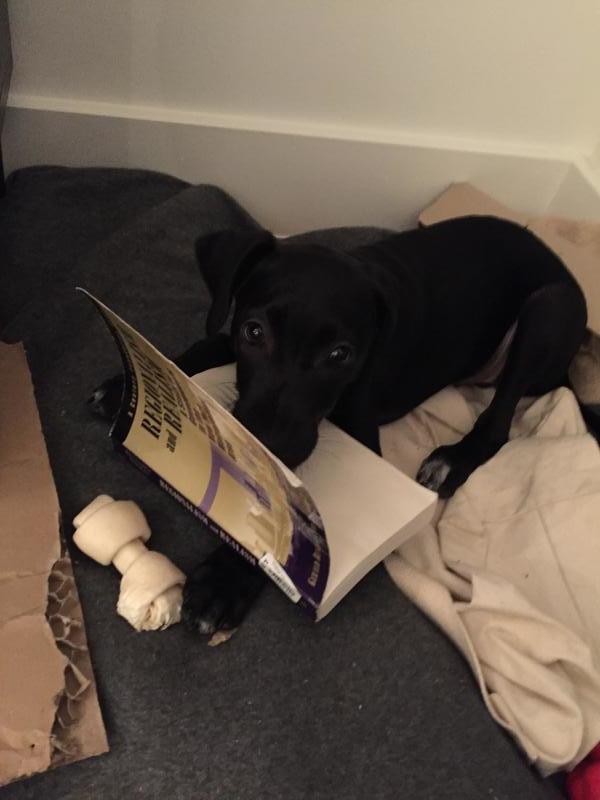 Muddy Paws Rescue Reviews and Ratings New York, NY Donate, Volunteer, Review GreatNonprofits