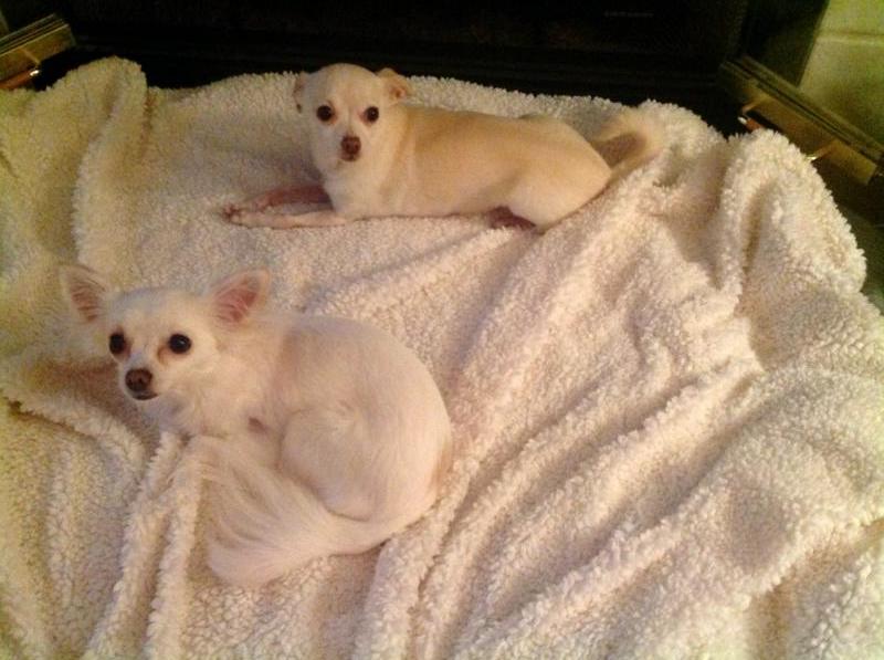 chihuahua rescue and transport midwest