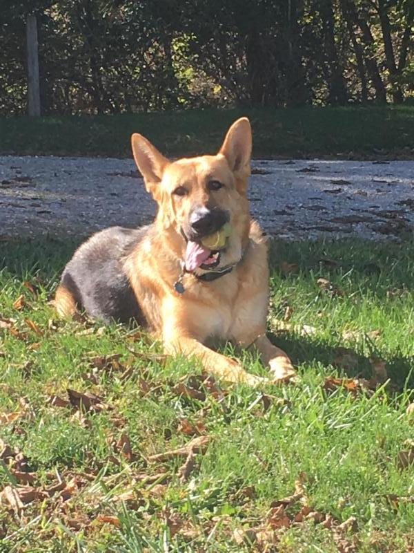 2nd chance animal rescue of richmond inc