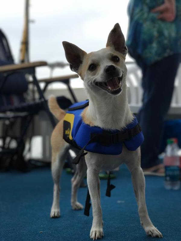 Animal Shelter Inc aka Sterling Shelter Reviews and Ratings Sterling