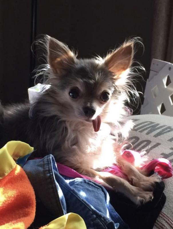 Pet Adoption Chihuahua Rescue And Transport Midwest Disabled
