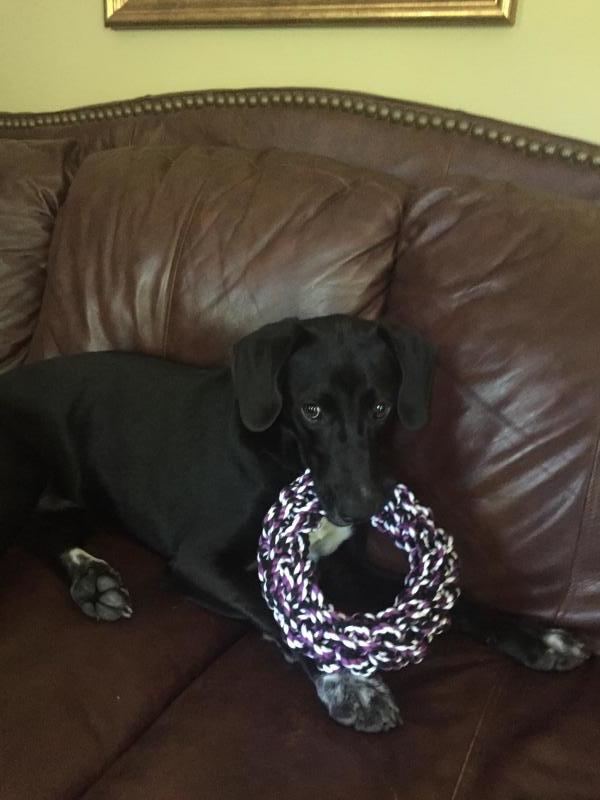 Animal Shelter Inc aka Sterling Shelter Reviews and Ratings Sterling