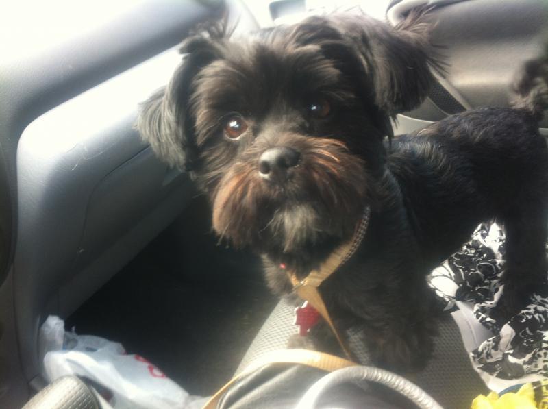 Mini Mutts Animal Rescue Reviews and Ratings Grand Prairie, TX