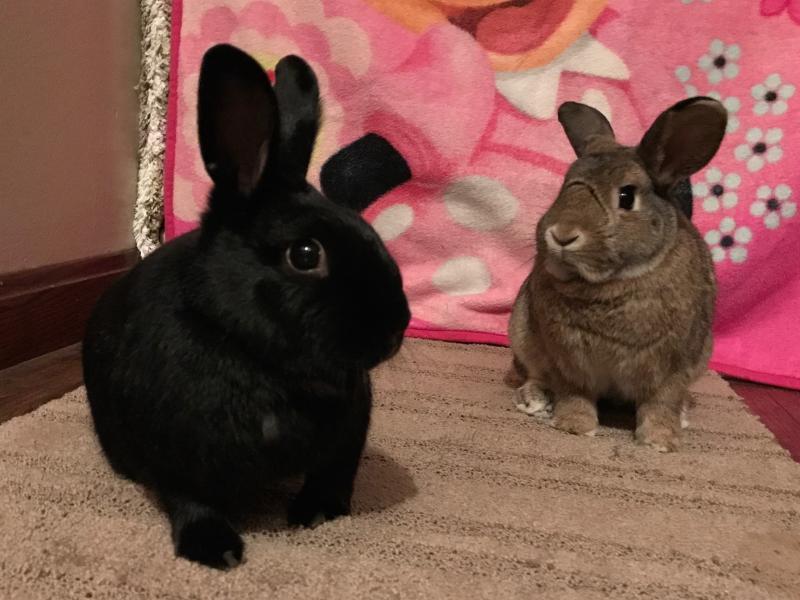 Rabbit Wranglers Reviews and Ratings Pittsburgh, PA Donate