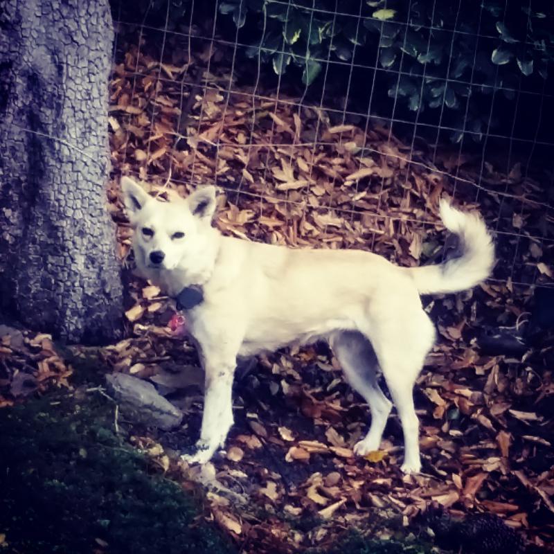 Marley's Mutts Dog Rescue Reviews and Ratings Tehachapi, CA Donate