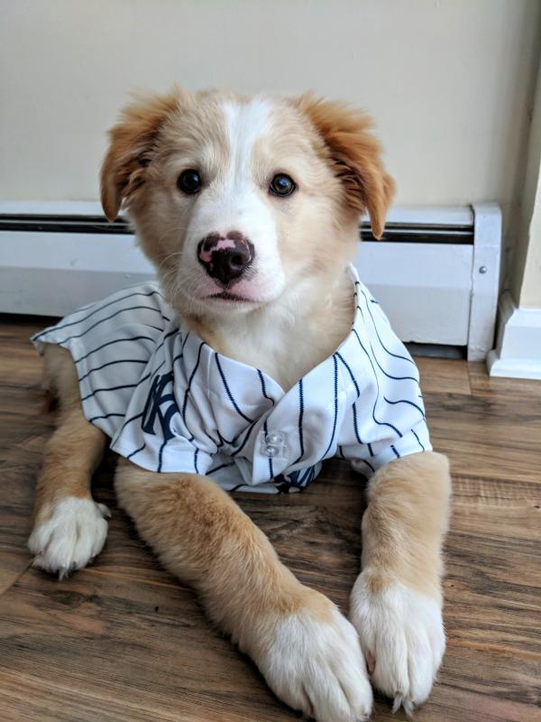 Amazing Mutts Puppy Rescue Llc Reviews and Ratings Cream Ridge, NJ