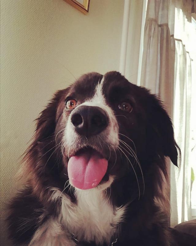 Romanian League In Defense Of Animals Reviews And Ratings Crofton Md Donate Volunteer Review Greatnonprofits Romanian League In Defense Of Animals Reviews And Ratings Crofton Md Donate Volunteer Review Greatnonprofits