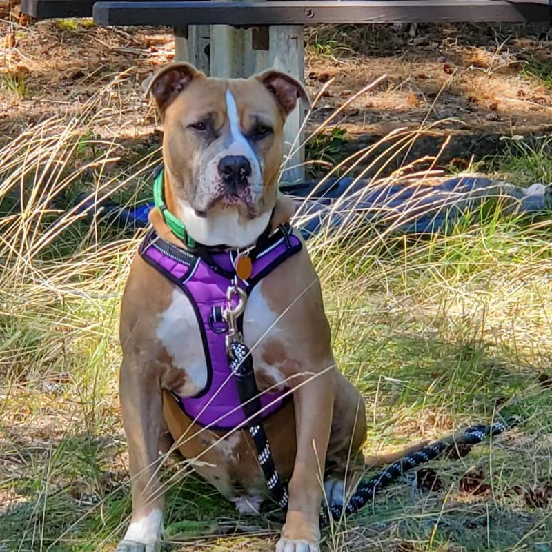 Fresno Bully Rescue, Inc. Reviews and Ratings | Sanger, CA | Donate