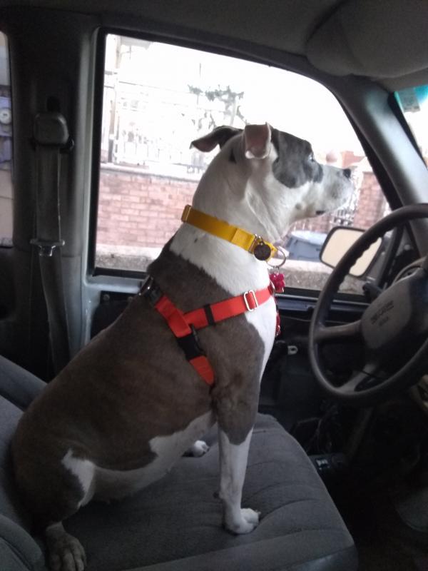 Aspca American Society For The Prevention Of Cruelty To Animals Reviews And Ratings New York Ny Donate Volunteer Review Greatnonprofits