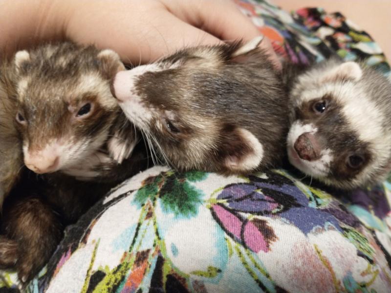 Ferret Association Of Connecticut Inc Reviews and Ratings Hartford