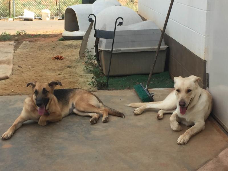 Save a Pet Inc Reviews and Ratings Forsyth, GA Donate, Volunteer