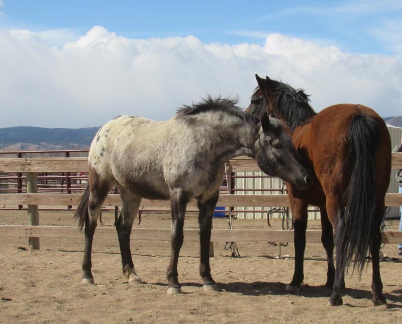 Colorado Horse Rescue Reviews and Ratings Longmont, CO Donate