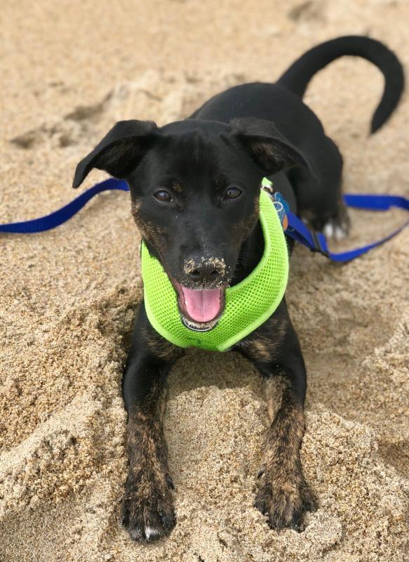 the sato project petfinder