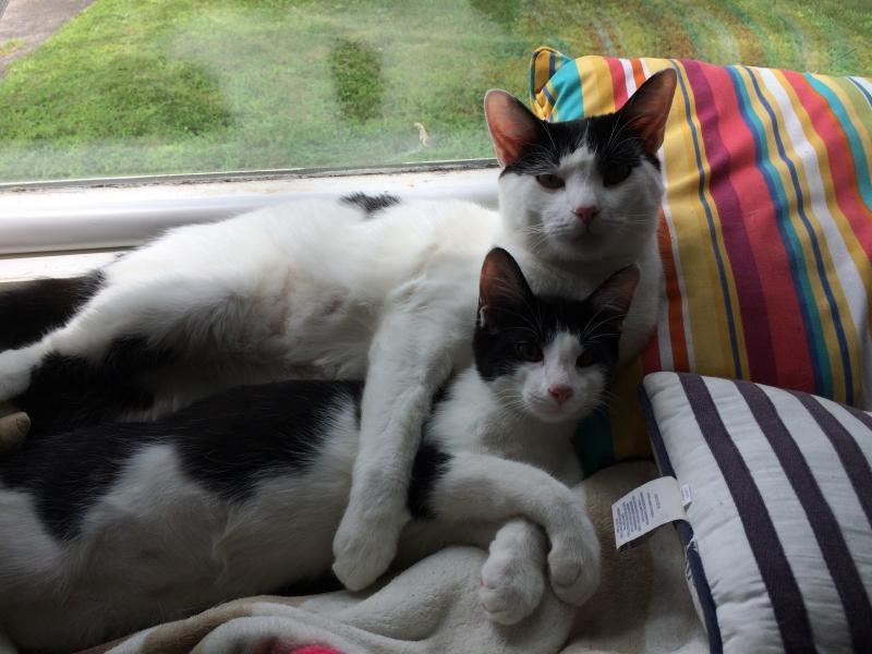 Tenth Life Cat Rescue Reviews and Ratings Saint Louis, MO Donate