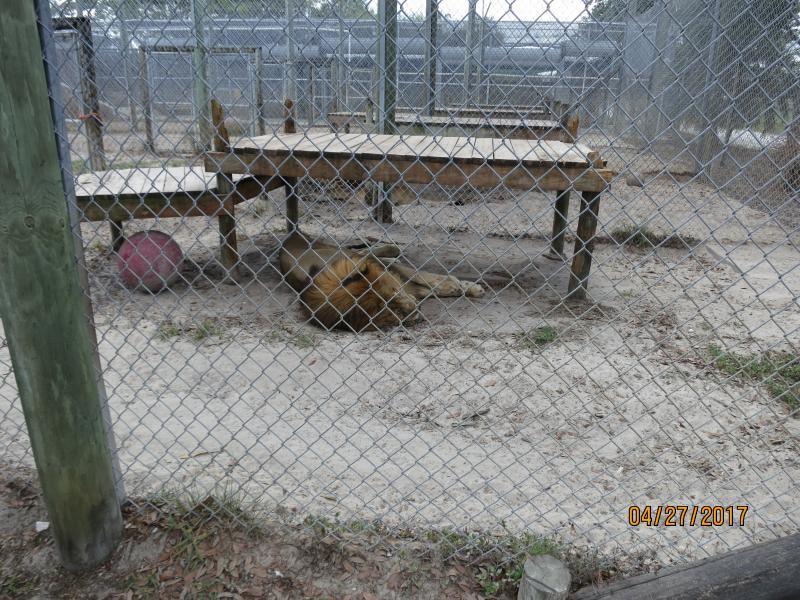 Big Cat Rescue, Corp. Reviews and Ratings Tampa, FL Donate