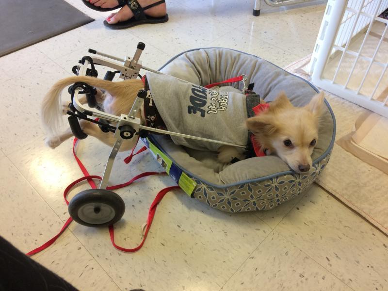 Gunnars Wheels Foundation Reviews and Ratings Strum, WI Donate