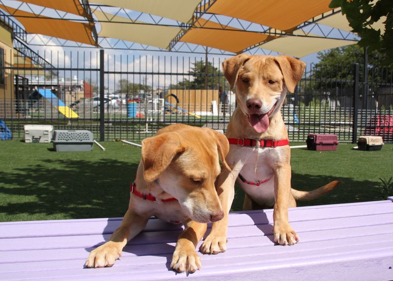 Animal Humane New Mexico Reviews and Ratings Albuquerque, NM Donate, Volunteer, Review