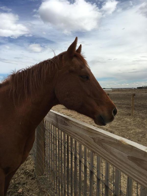 Colorado Horse Rescue Reviews and Ratings Longmont, CO Donate