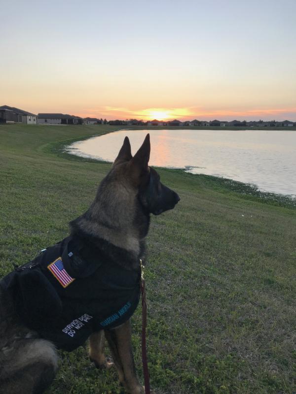 Guardian Angels Medical Service Dogs Inc Reviews and Ratings