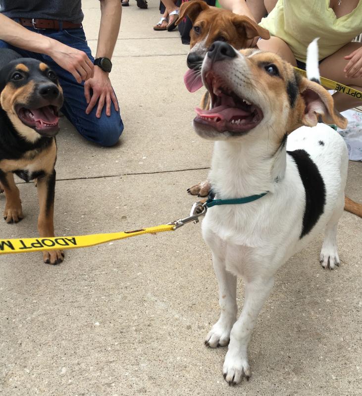 Austin Dog Rescue Reviews and Ratings Killeen, TX Donate, Volunteer