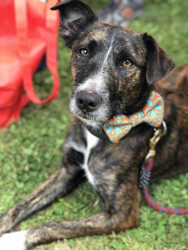 the sato project petfinder