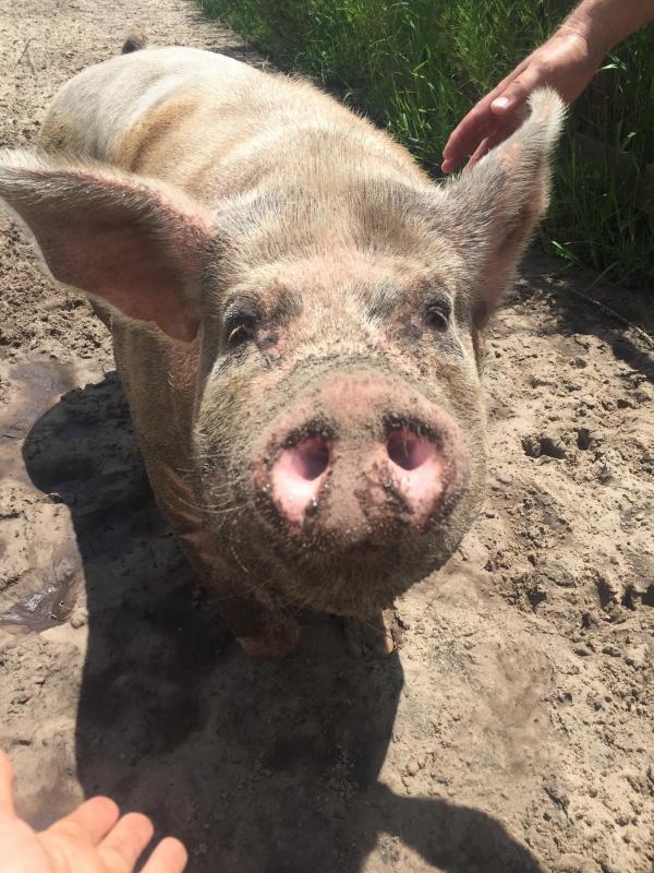 CJ Acres Animal Rescue Farm Reviews and Ratings Keystone Heights, FL