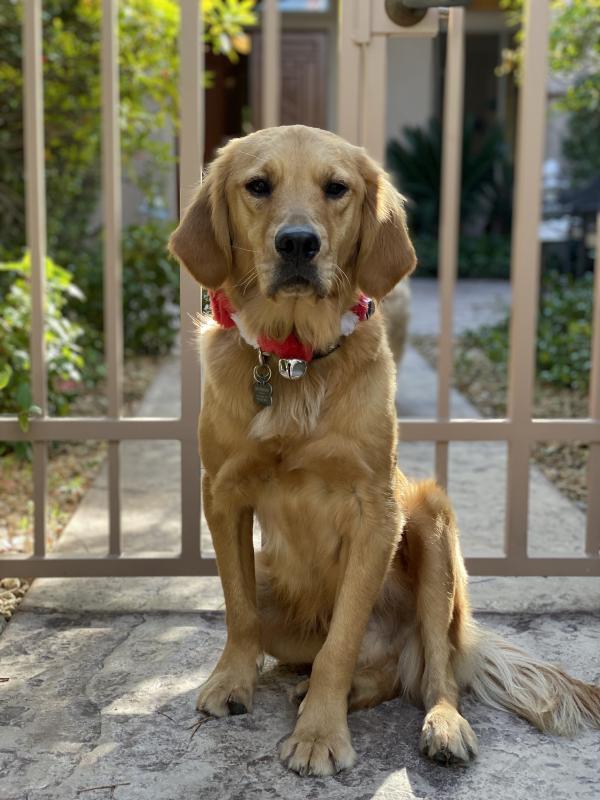 Goldens Without Borders Inc Reviews and Ratings Las Vegas, NV