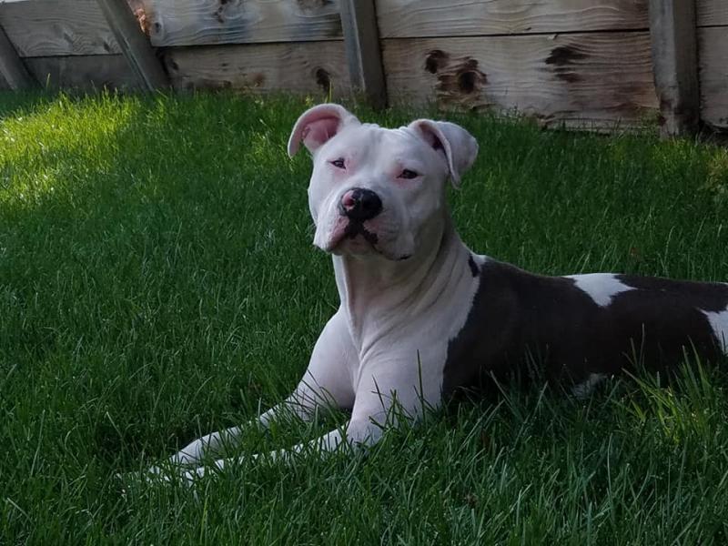 Marley's Mutts Dog Rescue Reviews and Ratings Tehachapi, CA Donate