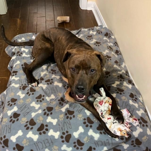 Lucky Dog Animal Rescue Reviews and Ratings Arlington, VA Donate