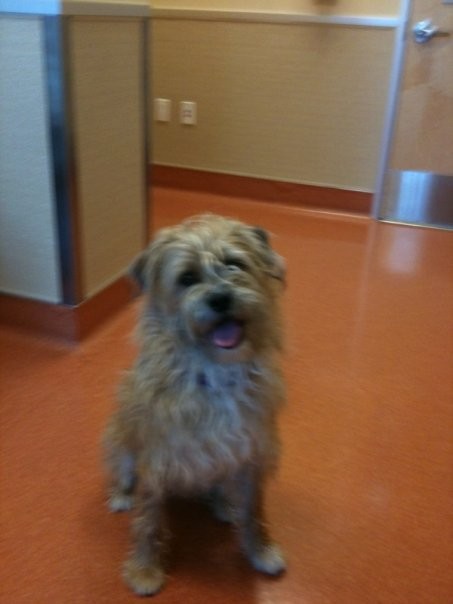 Humane Society Silicon Valley Reviews And Ratings Milpitas Ca Donate Volunteer Review Greatnonprofits