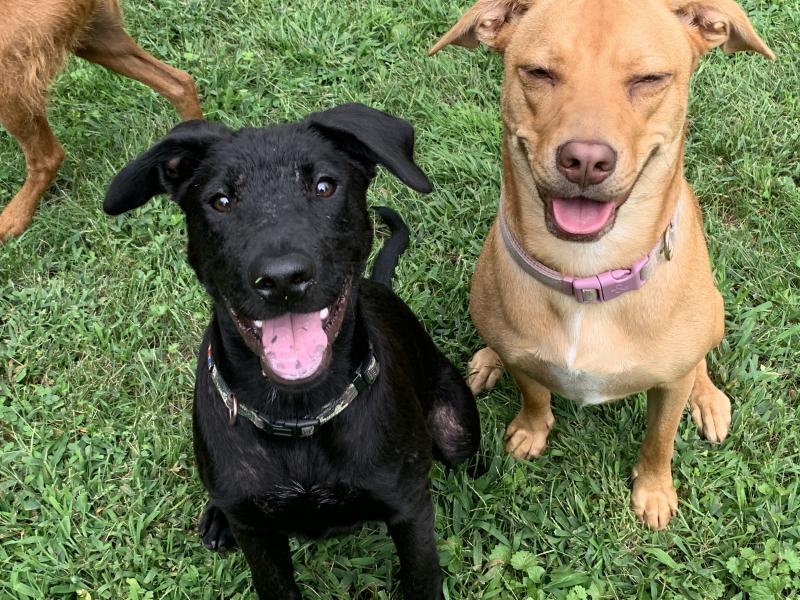 Saving Grace Animal Rescue Of Maryland Inc Reviews and Ratings