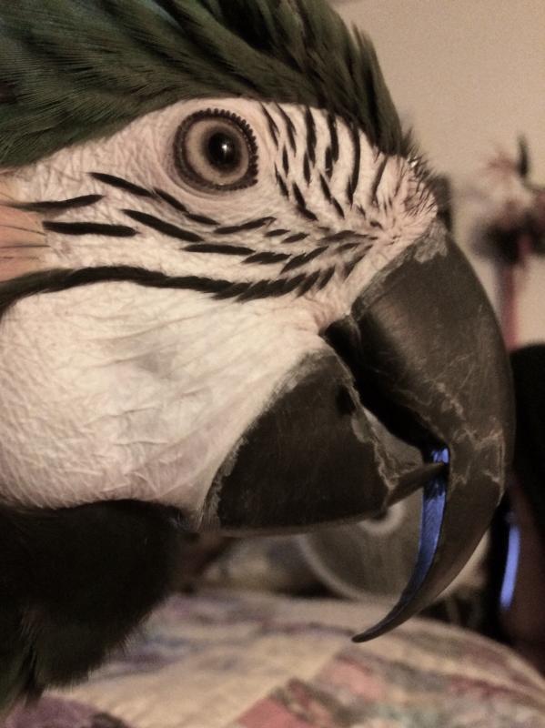 Beak N Wings Inc Reviews and Ratings Lenexa, KS Donate, Volunteer