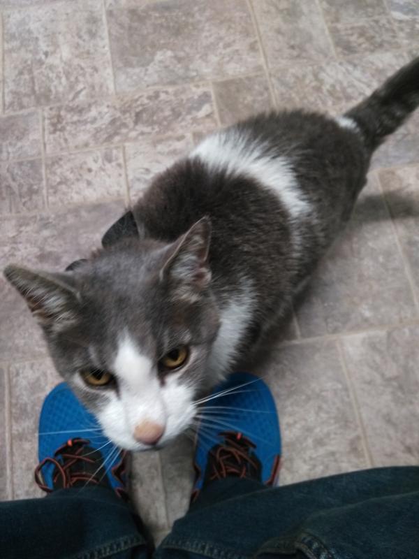 Blind Cat Rescue & Sanctuary Inc Reviews and Ratings St. Pauls, NC