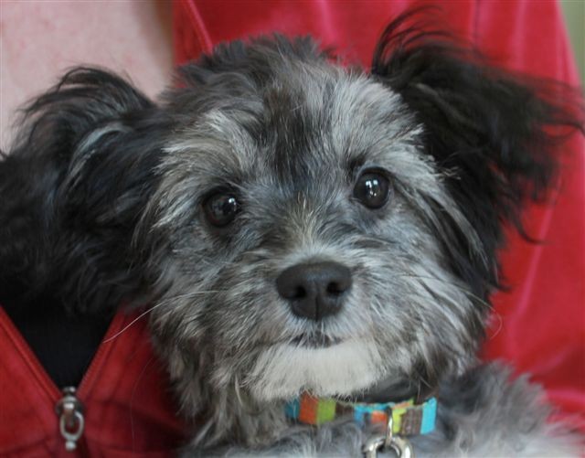 Auburn Area Animal Rescue Foundation AAARF Reviews and Ratings Auburn