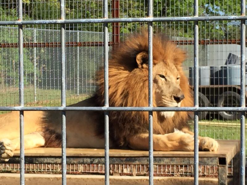 PrideRock Wildlife Refuge Reviews and Ratings Terrell, TX Donate