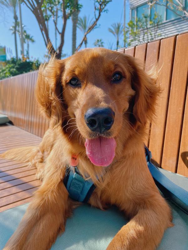 Goldens Without Borders Inc Reviews and Ratings Las Vegas, NV