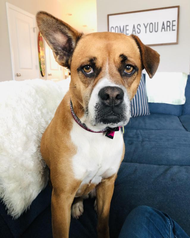 Charleston Animal Society Reviews And Ratings North Charleston Sc Donate Volunteer Review Greatnonprofits