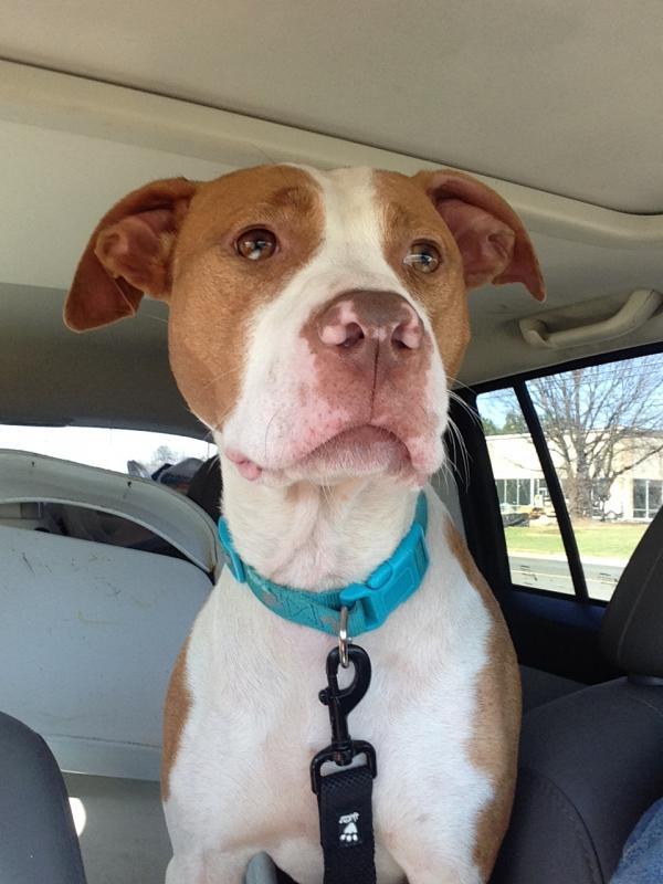 M&amp;M�s FurEver Furbabies Rescue Reviews and Ratings